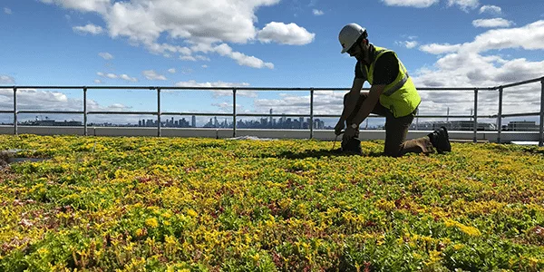 Green roofs