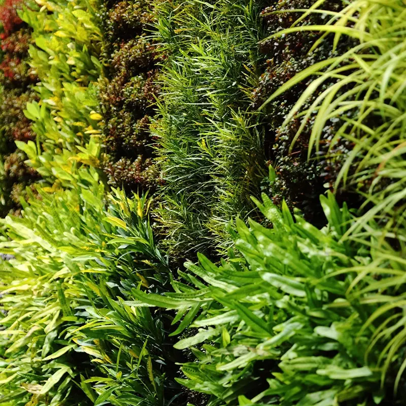 greenwall